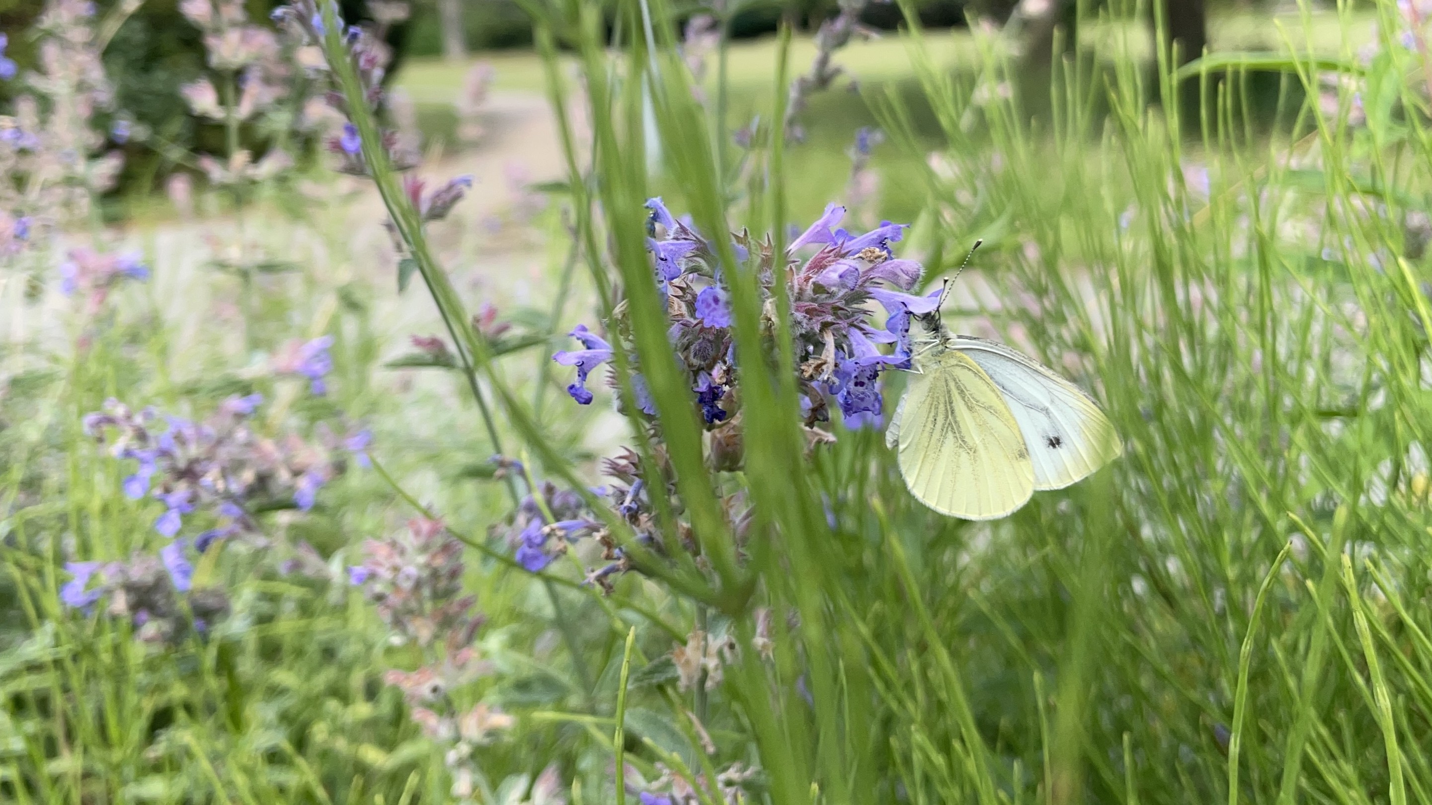 Bioblitz i Espelunden Park
